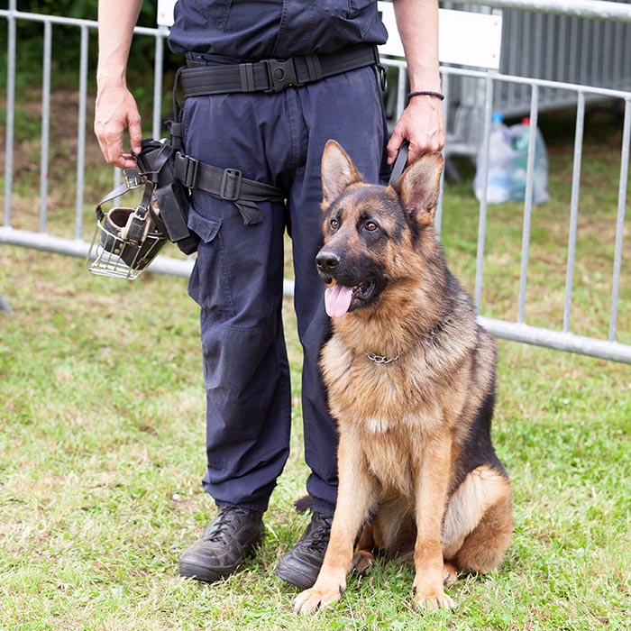 Security guard holding a guard dog
