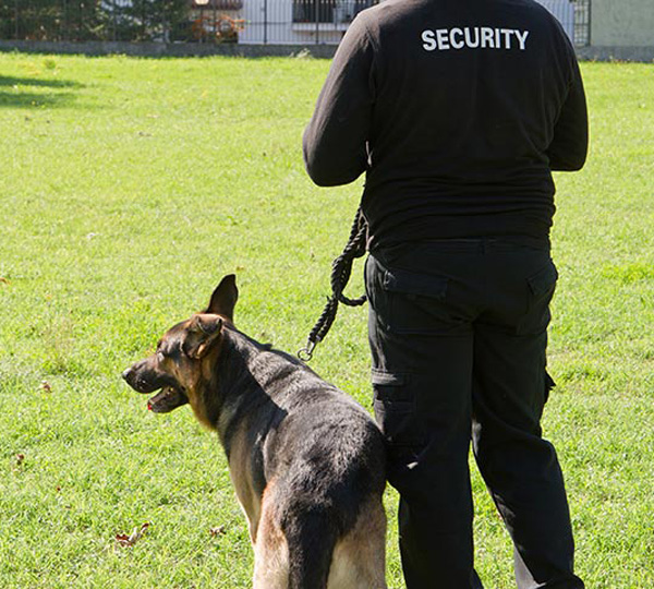 Guard dog on a lead with guard